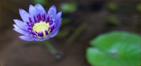paarse lotus.jpg